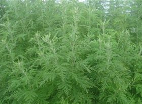 Artemisia plant